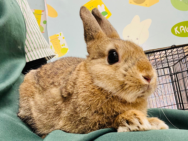 【最新画像更新🪄】どこから見ても可愛さ120点満点♡ネザーランドドワーフ(チェスナット) 男の子