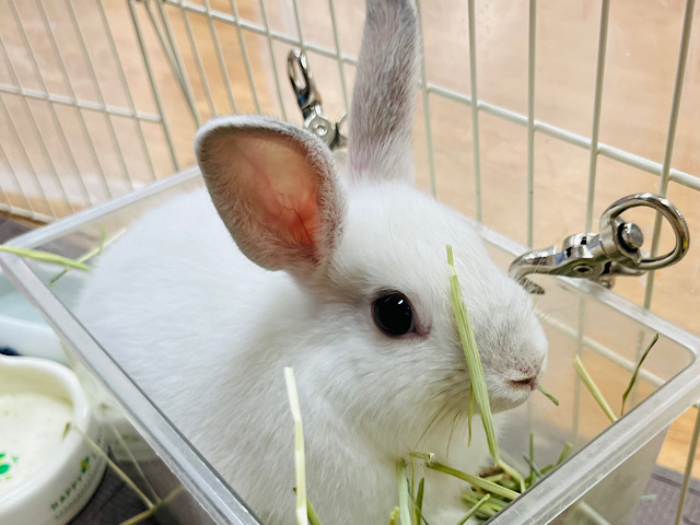 【広場デビューしました！】真っ白ふわふわ☁️ネザーランドドワーフ(フロスティ) 女の子
