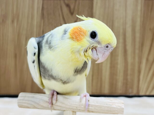 【最新画像更新🪄】パキッとカラーに釘付け♡オカメインコ(パイド) ヒナ
