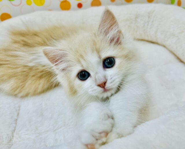 小悪魔的な可愛さ❤マンチカンちゃん