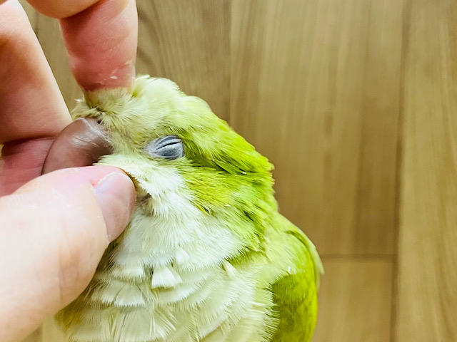 【最新画像更新🪄】抹茶カラーが初入舎♡オキナインコ(パリド)