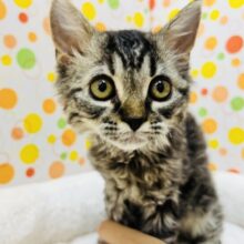 ナデナデ大好き❤ラムキンくん