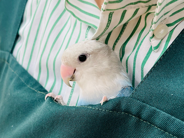 【動画更新🪄】オシャカラーなツンデレさん💙コザクラインコ(ダークターコイズオパーリン)