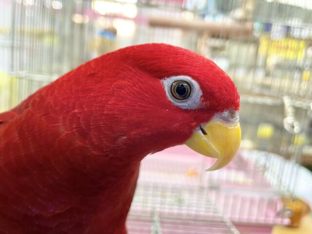 最新画像あり！すごく喋ります！ ヒインコ　男の子