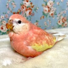 アキクサインコ  ルビノー  🍑＋°｡