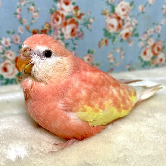 アキクサインコ  ルビノー  🍑＋°｡