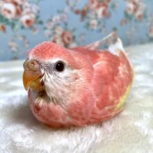 アキクサインコ  ルビノー　スーパーレッド  🍓🍑｡・:＋°｡
