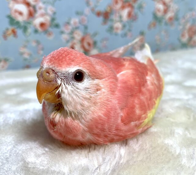 アキクサインコ ルビノー　スーパーレッド 🍓🍑｡・:＋°｡