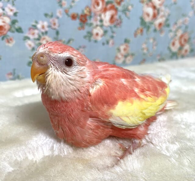 アキクサインコ ルビノー 　スーパーレッド🍓🩷️･:*+.
