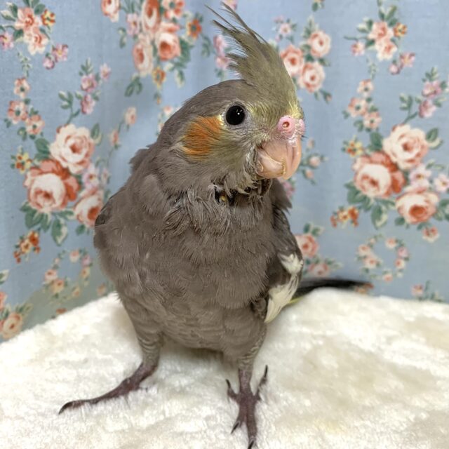 オカメインコ (● ･θ･)ノーマル 🌿‬