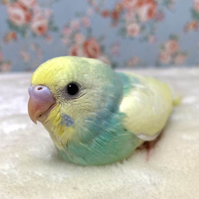 セキセイインコ パステルレインボーパイド 🫧🌈*