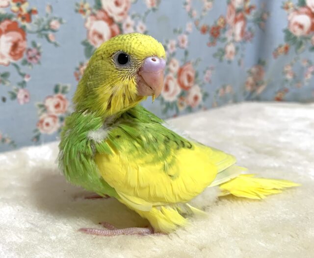 セキセイインコ イエロースパングルパイド 🌼٭