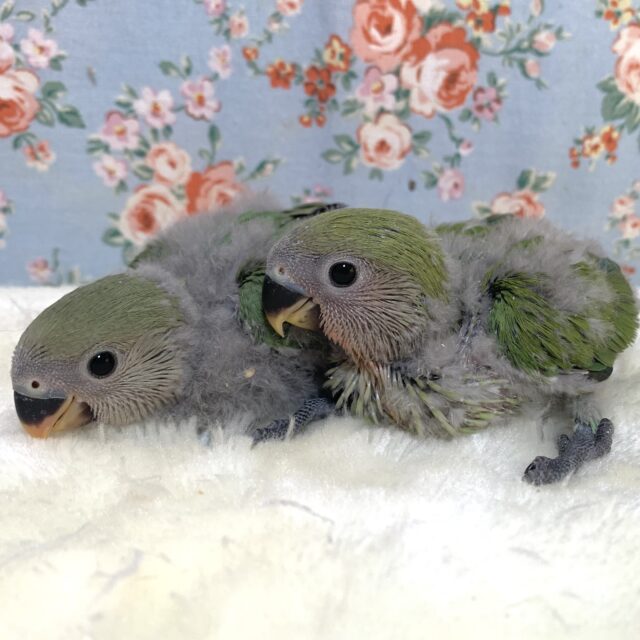 コザクラインコ 人気ノーマル＆色変わり🐥🐥🌿‬