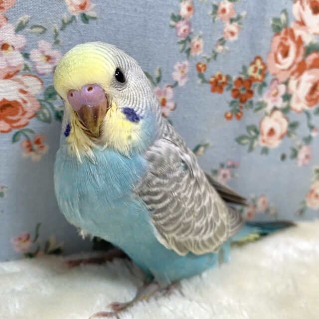 セキセイインコ パステルレインボーウイング 💙🐥🪶