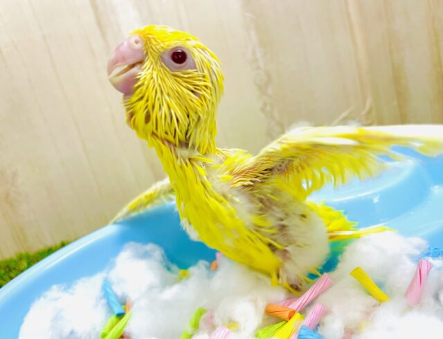 見た目にも負けない元気で⭐️⭐️ サザナミインコ　ルチノー