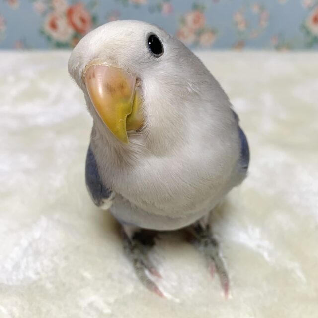 コザクラインコ  オパーリンバイオレットパイド💐＋°｡