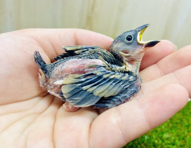 まんじゅう文鳥を目指しますっ❣️ 桜文鳥さんだよ〜🌸　桜文鳥