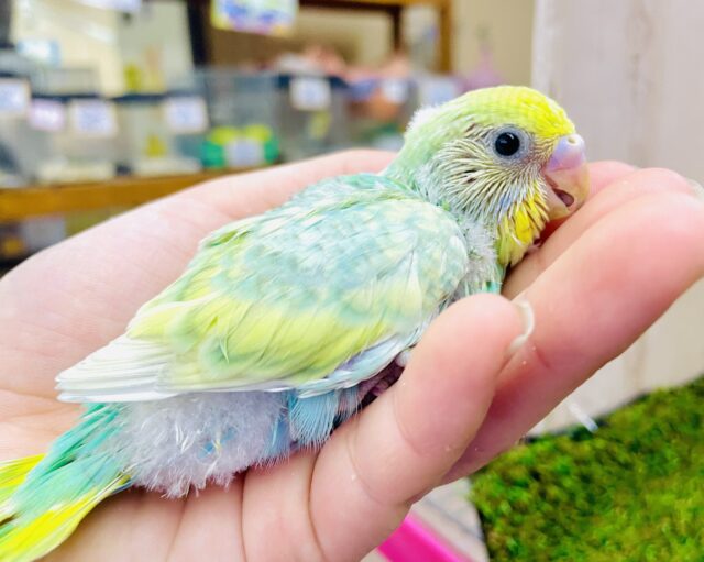 キラキラジュエリー💎のように輝いちゃうよ✨　セキセイインコ　パステルカラーレインボースパングル