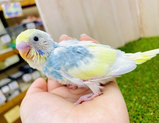 お空×レモンの特別なグラデーション🌟　セキセイインコ　パステルレインボーパイド