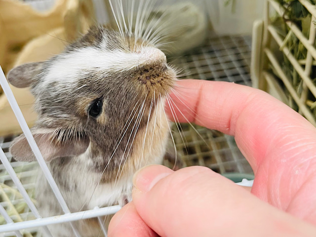 【最新画像更新🪄】好奇心旺盛ボーイ！！デグー(パイド)男の子