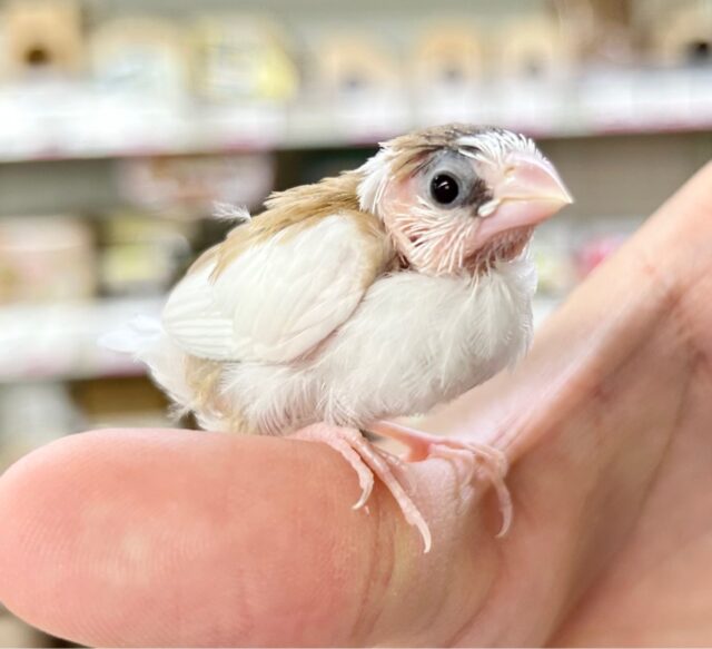 カフェオレカラー☕️  十姉妹 2023年9月生まれ