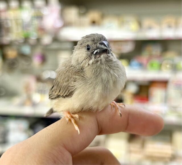 小さい🩶キンカチョウ 2023年9月生まれ