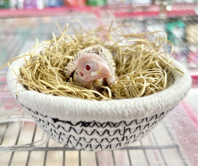 人気者❣️シナモン文鳥 2023年9月生まれ