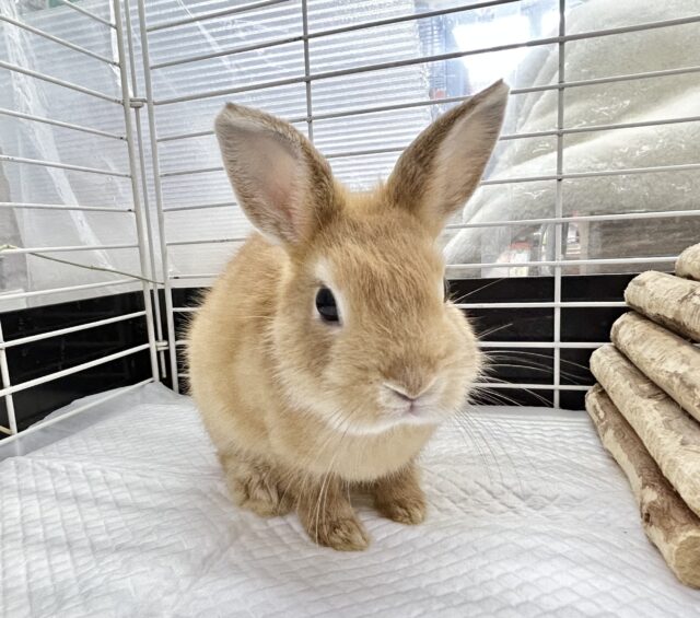 人気カラー🧡ネザーランドドワーフ (オレンジ)女の子 2023年9月生まれ