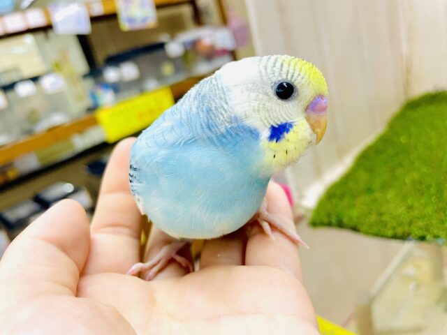 最新画像になりますよ⭐️〜🟡イエローに注目🟡グラデーションのように広がる素敵なセキセイさん！　セキセイインコ　イエローフェイスオパーリンパイド