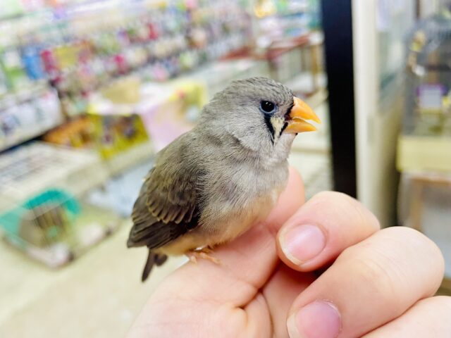 カキカキしてね💓ほっぺむにむに☁️ キンカ鳥