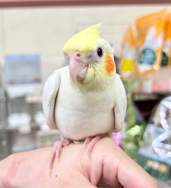 かわいい💛オカメインコ(ルチノー) 2023年9月生まれ