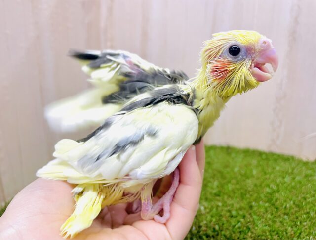 ご飯待てないの！！美味しいが止まらないよ〜🎵　オカメインコ　パイド