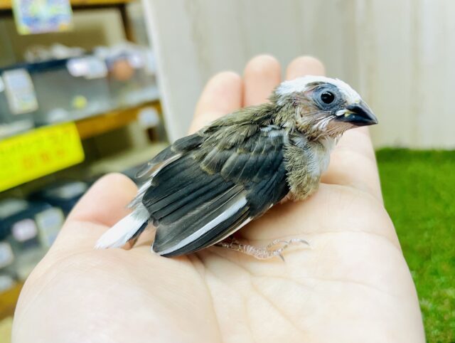 左右で色の入り方が違うんだよ〜！個性派十姉妹さん❤️ 十姉妹