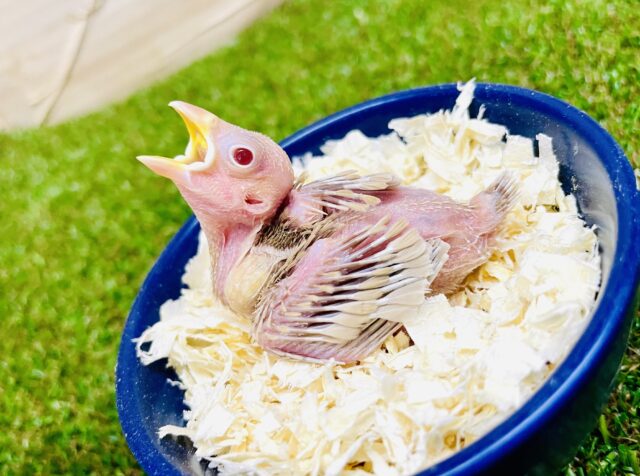 元気にいくよ☺️「シュガー」ちゃん登場です⭐️ シナモン文鳥