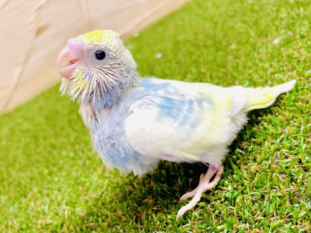 一緒にしゅわしゅわ☁️🍬しゅわしゅわセキセイ🍬　セキセイインコ　パステルレインボーパイド