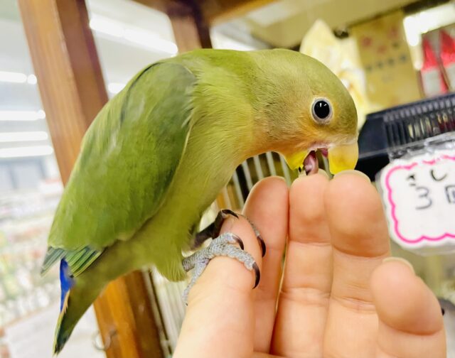 ベタ慣れ🩷愛嬌たっぷりピピちゃん❤️最新画像になりますよ⭐️パタパタコザクラだよ！！　コザクラインコ　ノーマル