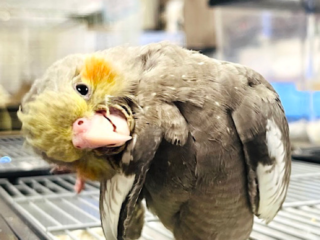 【最新画像更新🪄】くりんくりんのおめめに吸い込まれそう！オカメインコ(ノーマル) ヒナ