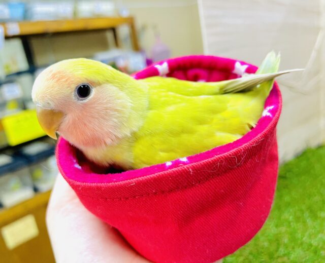 最新画像になりますよ⭐️挨拶がわり💛ショットショットショット🫶キュートコザたん　コザクラインコ　シナモン