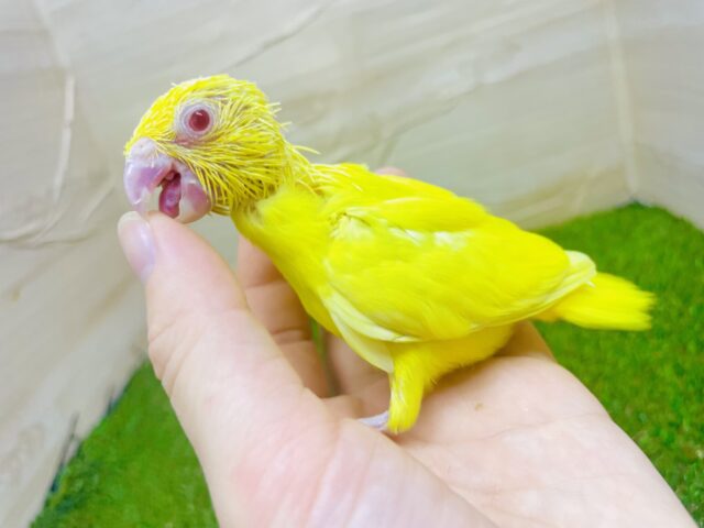 最新画像になりますよ⭐️ピカッ⭐️とみんなを照らす存在💡　マメルリハ　ルチノー