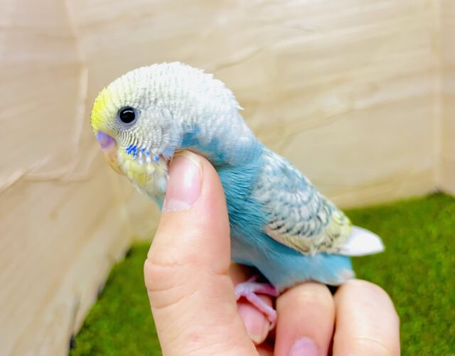 さし餌2回！最新画像になりますよ⭐️🩵💛綺麗なウロコ模様なんてどうかな〜？？🩵💛　セキセイインコ　パステルレインボースパングル