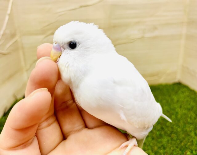 最新画像になりますよ⭐️🤍🤍まっしろシロッピだよ〜🤍🤍　セキセイインコ　ダブルファクター