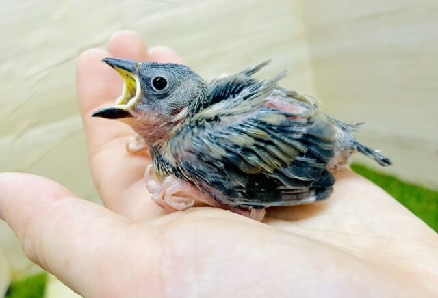 甘い予感😉溶けないでショコラモード🖤🤎　桜文鳥