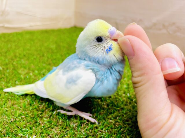 ハート型の宝石をいつかその胸から盗ませて💕😎　セキセイインコ　パステルレインボーパイド