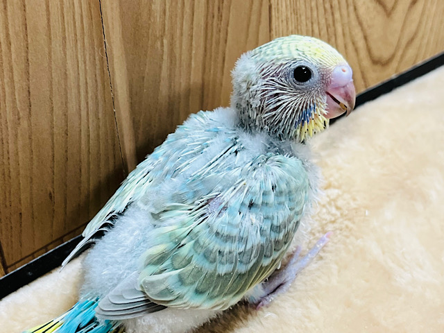 カメラ目線なら任せてね！‪☆セキセイインコ(パステルカラーレインボー) ヒナ