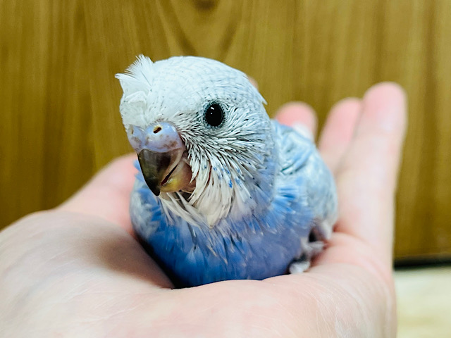 まるっとボディに頭のチャームポイントが可愛すぎ♡セキセイインコ(スパングル) ヒナ