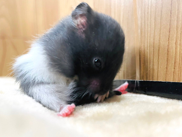 お手入れは念入りにねっ♪カラーハムスター 男の子