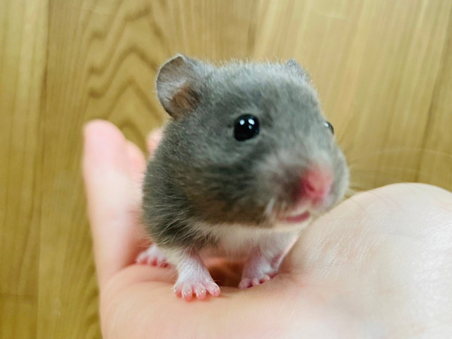 好奇心旺盛！！！わんぱく少年♡カラーハムスター 男の子