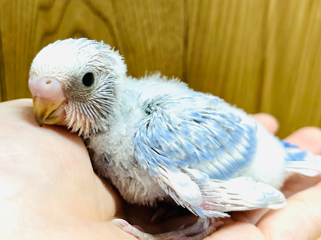 わたわた甘ったれさん♡セキセイインコ(スパングル) ヒナ