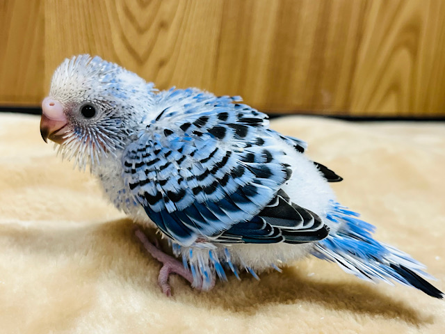 この子に甘えられたらたまりません♡セキセイインコ(オパーリン) ヒナ