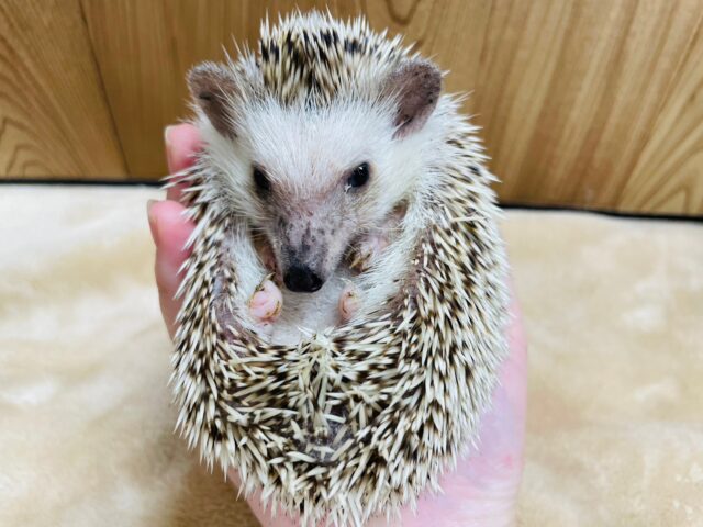 触れ合いOK！抱っこOK！！シナモンハリネズミ(女の子)